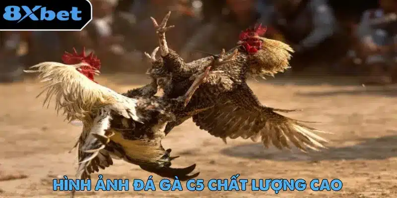Hình ảnh sắc nét chuẩn HD là điểm thu hút khi trải nghiệm đá gà trực tiếp C5